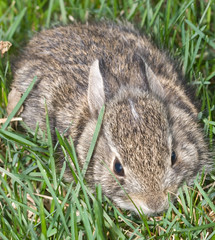 Fototapeta premium Baby Bunny