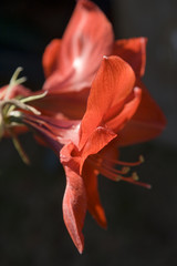 Amaryllis sideview