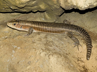 Obraz premium lizard