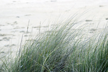 herbes de sable