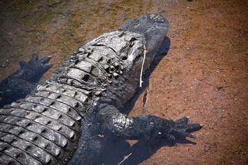 Crocodile