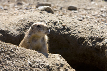 Prairie dog