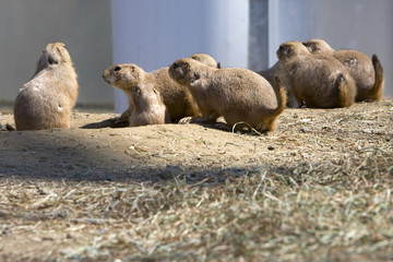 Prairie dogs