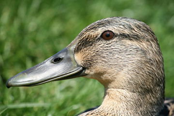 duck`s head