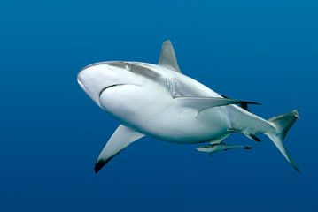 Shark with Remora swimming underwater - obrazy, fototapety, plakaty