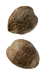 Two Coconuts Isolated on White