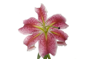 Close up of Beautiful Pink Lily