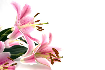 Fototapeta na wymiar Tropical Pink Lilly