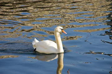 Swan