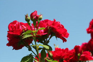 Fototapeta premium Red rose on a background of the blue sky.