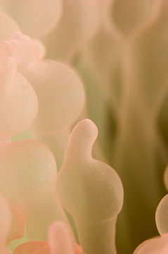 anemone - Entacmaea quadricolor
