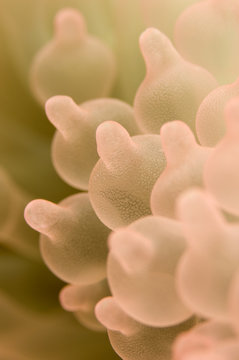 anemone - Entacmaea quadricolor