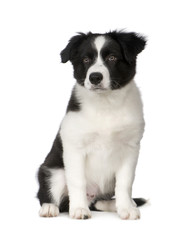 Border Collie Puppy