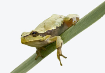 frog on leaf