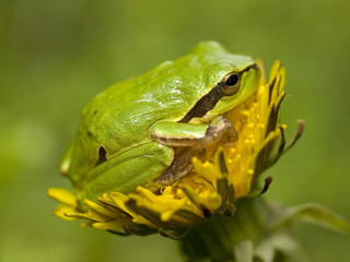 frog on flower
