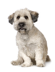 Tibetan Terrier (5 years)