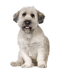 Tibetan Terrier (5 years)