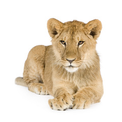 Lion cub (8 months)