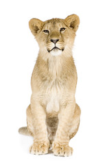 Lion cub (8 months)