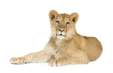 Fototapeta premium Lion cub (8 months)