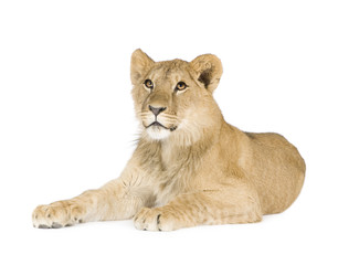 Naklejka na ściany i meble Lion cub (8 months)