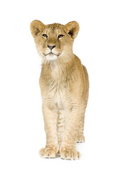 Lion cub (8 months)