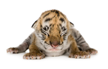 Naklejka premium Tiger cub (4 days)