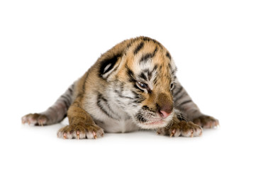 Fototapeta premium Tiger cub (4 days)
