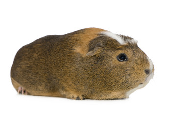 Guinea pig