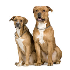 Two crossbreed dogs