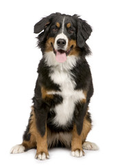 Bernese mountain dog (1 year)