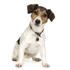 Jack russell (4 years)