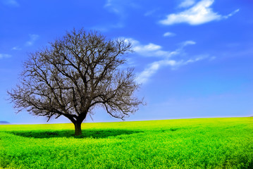 Fototapeta na wymiar Lonely Tree in a Yellow Field