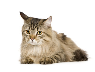 Obraz premium Bastard (11 months)