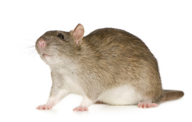 Rat (6 months)