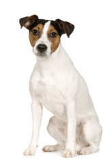 Parson Russell Terrier (2 years)