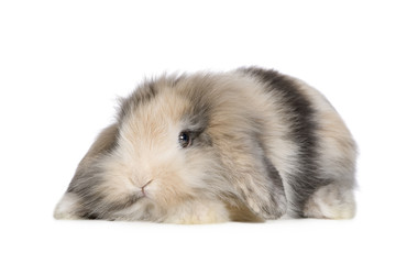 Obraz premium Rabbit