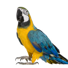 Young Blue-and-yellow Macaw - Ara ararauna (8 months)