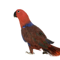 Eclectus Parrot - Eclectus roratus  (1 years)