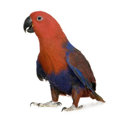 Eclectus Parrot - Eclectus roratus  (1 years) - obrazy, fototapety, plakaty