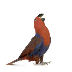 Eclectus Parrot - Eclectus roratus  (1 years)