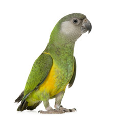 Fototapeta premium Senegal Parrot - Poicephalus senegalus