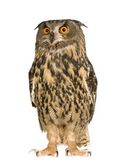 Eurasian Eagle Owl - Bubo bubo (22 months)