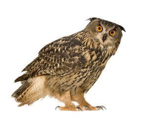 Eurasian Eagle Owl - Bubo bubo (22 months)