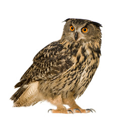 Eurasian Eagle Owl - Bubo bubo (22 months)