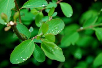 Fototapeta na wymiar Green leaves with water drops