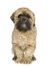 Shih Tzu (2 years)