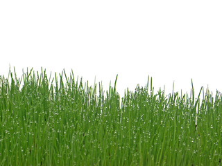 herbes recouvertes de gouttelettes