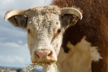 hereford cow eating hay