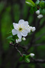Green leaves with water drops